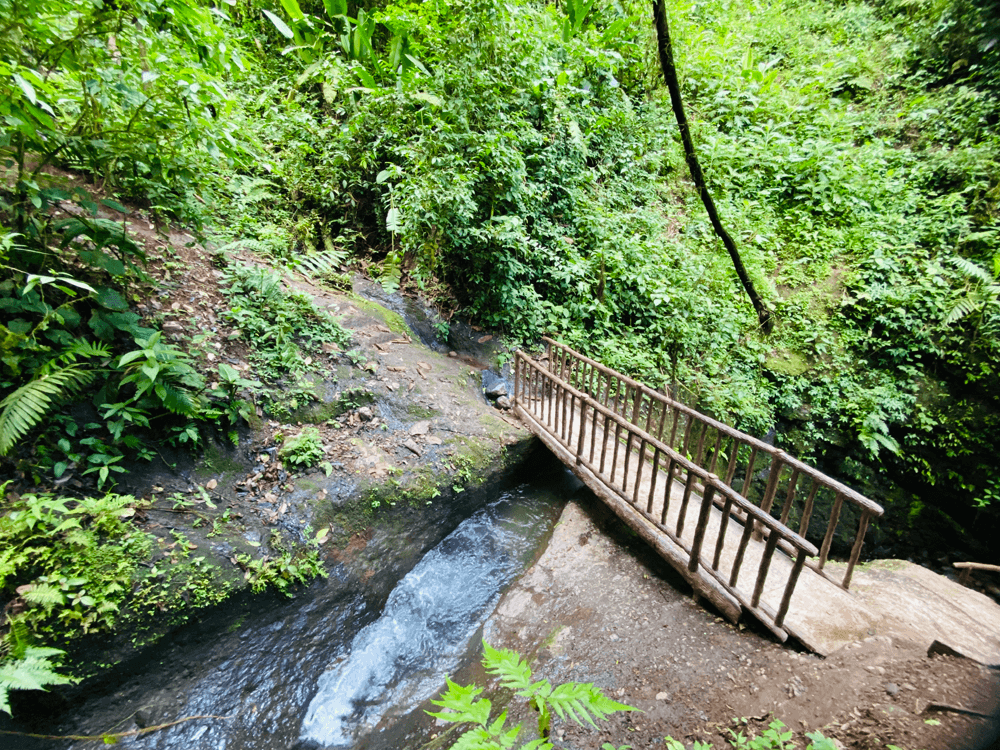 Rainforest Guided Walk