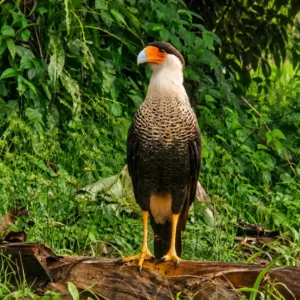 Observación de aves en el bosque lluvioso de Arenal