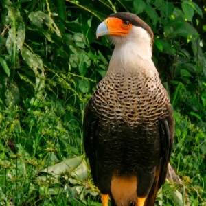Observación de Aves