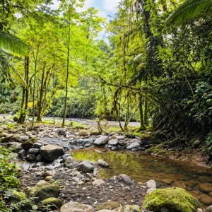 Rainforest stream at Wellness Park Arenal