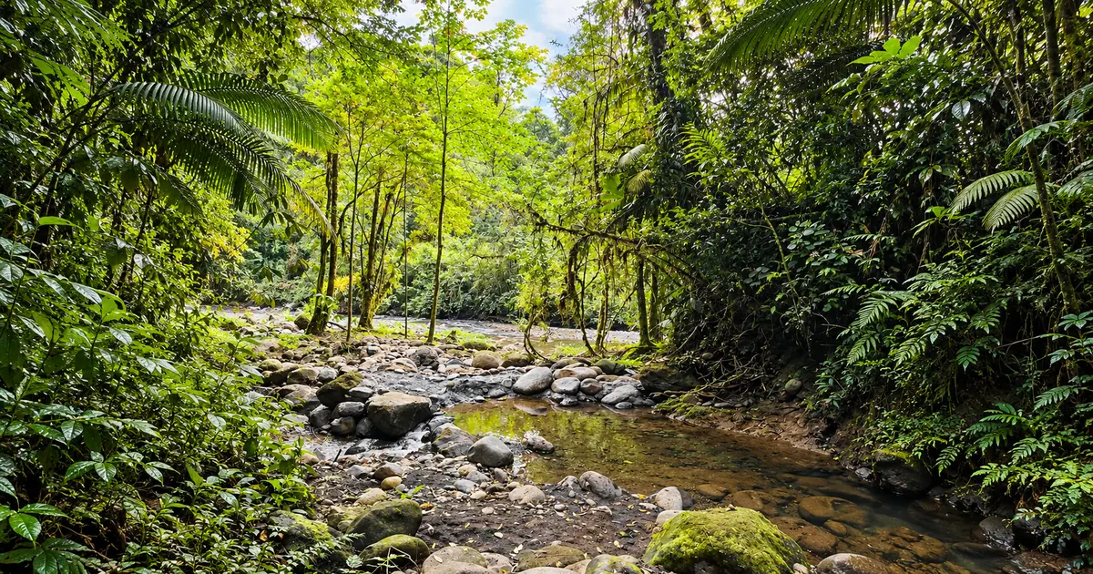 Rainforest stream at Wellness Park Arenal