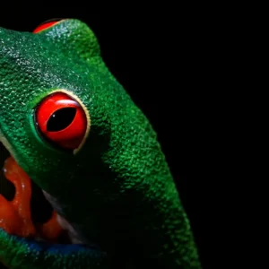 Rana de ojos rojos durante caminata nocturna en Arenal