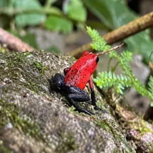 Rana venenosa roja en el bosque lluvioso de Arenal