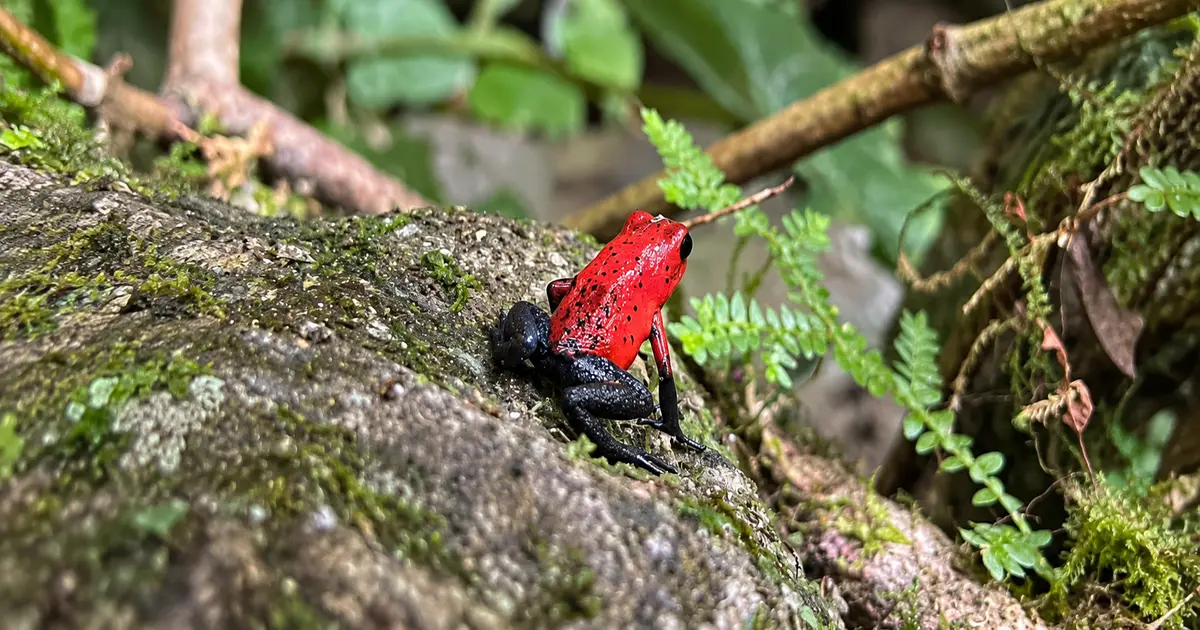 Rana venenosa roja en el bosque lluvioso de Arenal