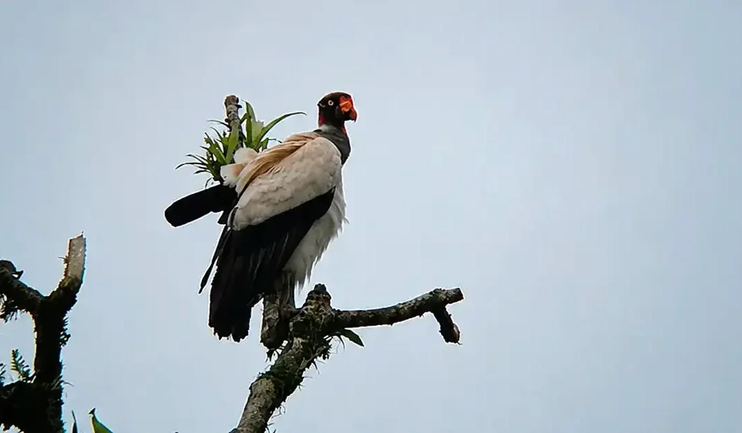 Bird Watching in Arenal & La Fortuna: Top Species, Trails, and Your Private Eco-Reserve Guide