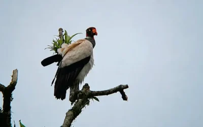 Bird Watching in Arenal & La Fortuna: Top Species, Trails, and Your Private Eco-Reserve Guide