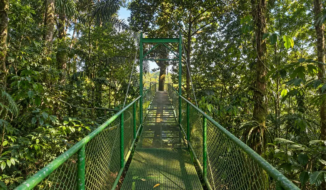 Forest Bathing in Costa Rica: How Rainforest Therapy in Arenal Restores Body and Mind