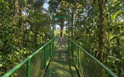 Forest Bathing in Costa Rica: How Rainforest Therapy in Arenal Restores Body and Mind