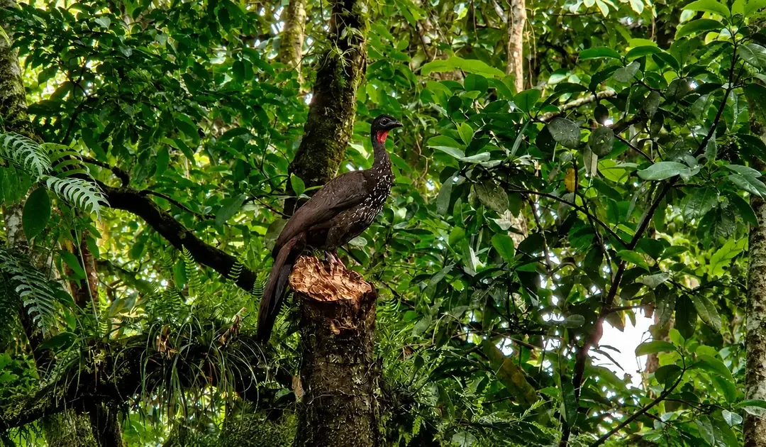 Birdwatching in Arenal, Costa Rica: Species, Trails & Guided Tours