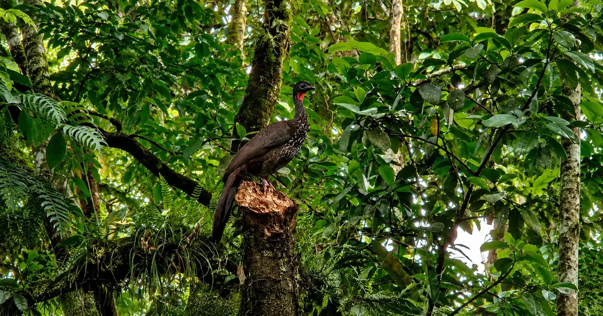 Birdwatching in the rainforest near Arenal Volcano