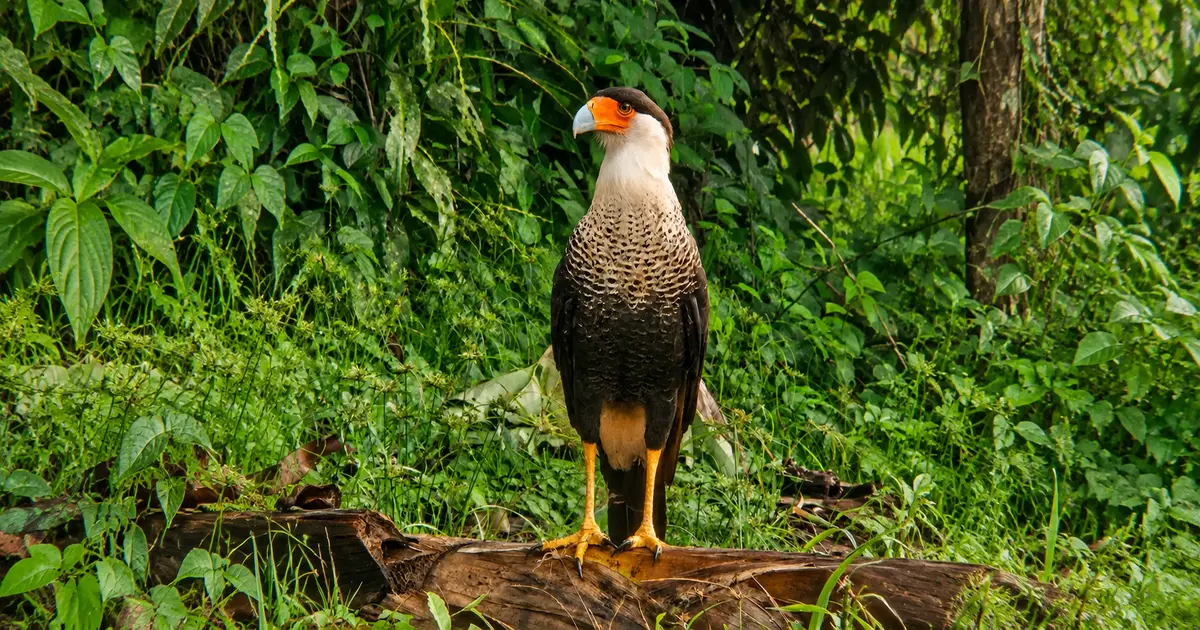Guided birdwatching experience in Arenal, Costa Rica