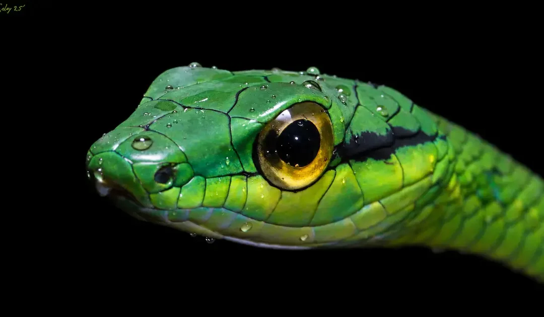 Night Walks in Arenal, Costa Rica: Discover the Rainforest After Dark